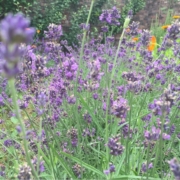 Photo showing the purple flowers of lavender which are used to treat migraines, calm the nervous system and promote good sleep.