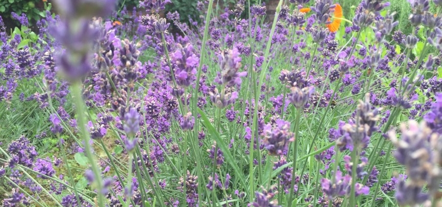 Photo showing the purple flowers of lavender which are used to treat migraines, calm the nervous system and promote good sleep.