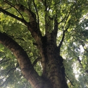 A photo showing the trunk and branches of a Horse Chestnut Tree, used to improve the tone of veins