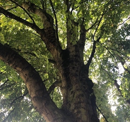 A photo showing the trunk and branches of a Horse Chestnut Tree, used to improve the tone of veins