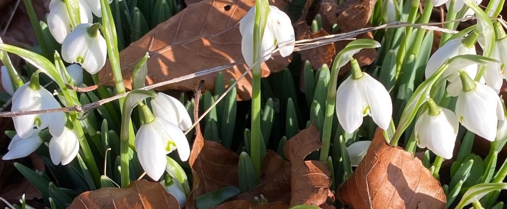 A photo of the white bell shaped flowers of Snowdrops showing through the leaves at Sabbat Imbolc