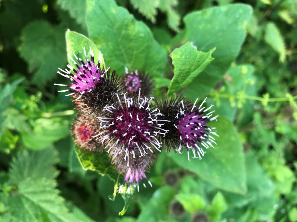 A photo showing the purple flowering tops and leaves of Burdock. Used medicinally to treat eczema, psoriasis and arthritis.
