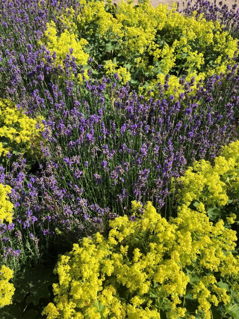 A photo showing the yellow flowers of Lady's Mantle and Purple flowers of Lavender. Lavender is calming and relaxing and Ladies Mantle is used as a uterine tonic and to reduce menstrual flow.