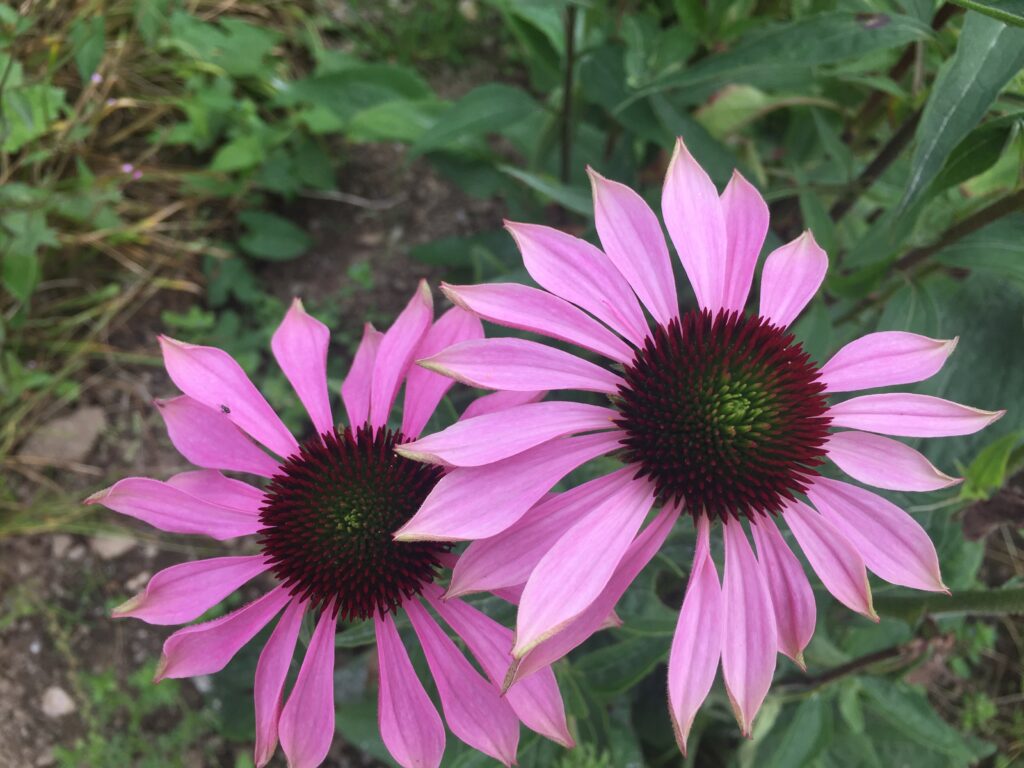 A photo showing the pink flower of Echinaea. Echinacea is used to boost the immune system and fight viruses such as the common cold