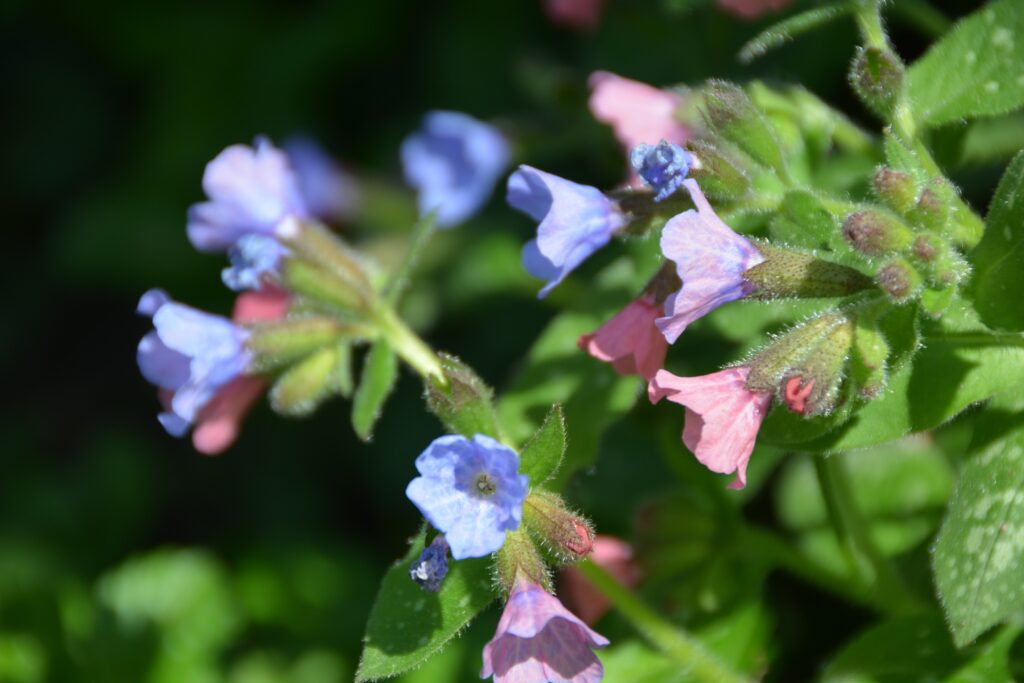 A photo showing the pink and blue flowers or Lungwort. Used medicinally to improve lung function and to treat coughs and bronchitis