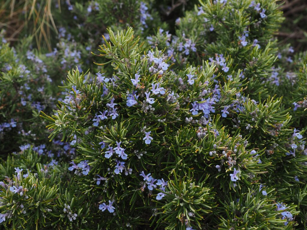 A photo showing the blue flower and green leaves of Rosemary. Rosemary is used in herbal medicine to improve cognitive function, improve digestion and prevent migraines