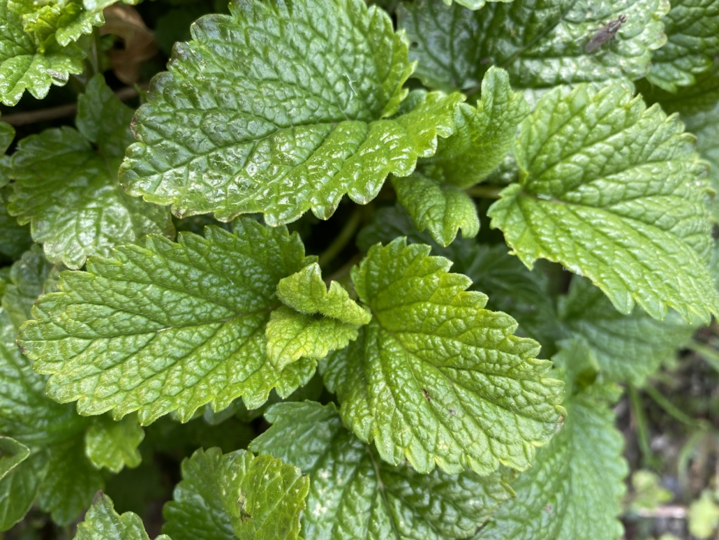 A photo showing the green leaves of Lemon balm which are used to treat anxiety and viruses.