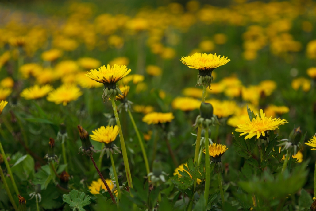 A photo showing the yellow flowers of the Dandelion plant of which the leaves and root are used to support liver function, reduce enlarged prostate and support healthy skin.