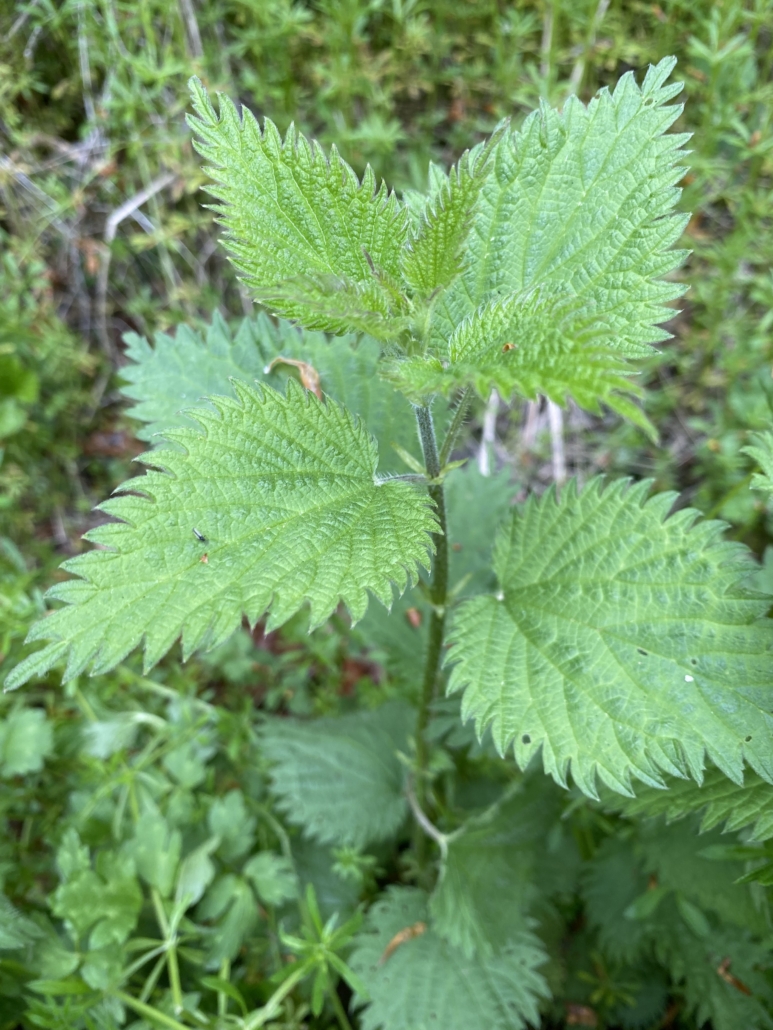 Photo of a Stinging nettle plant in a garden. Used to treat hay fever, gout, benign prostate hypertrophy, arthritis, eczema and allergies