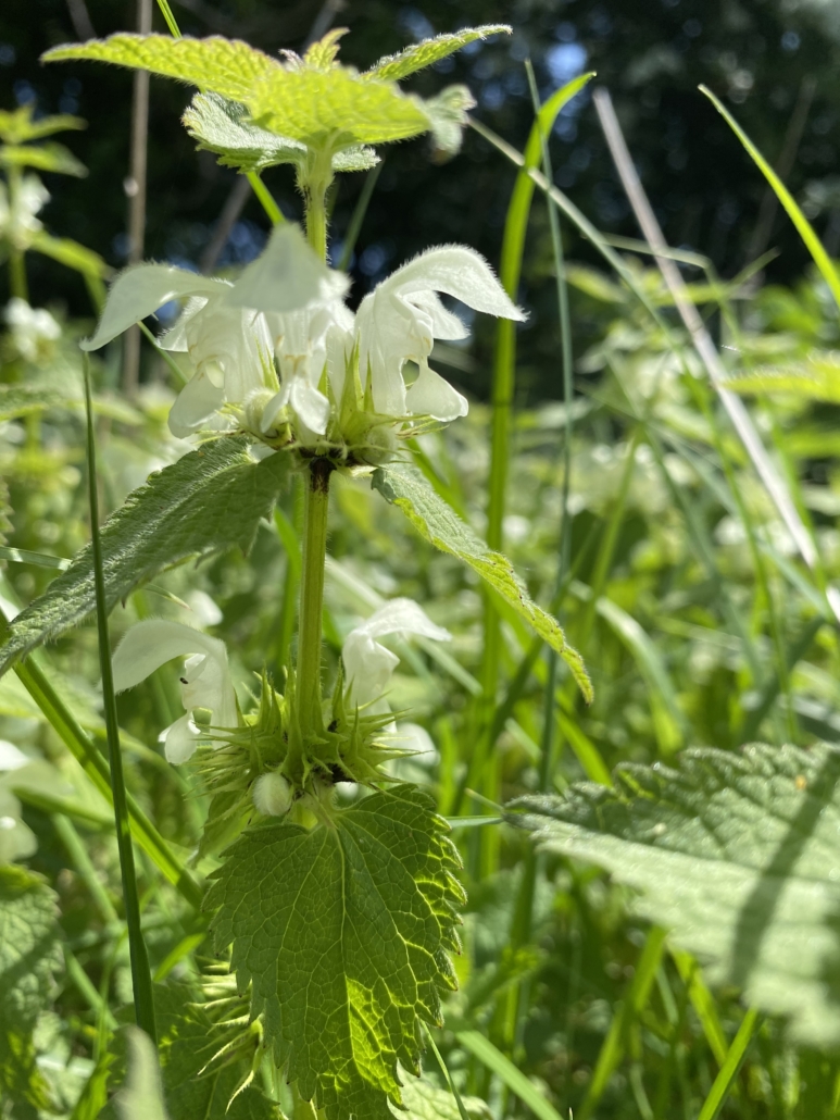 A photo of the white dead nettle. The flowers and leaves are used to treat heavy menstrual flow and also as a uterine tonic