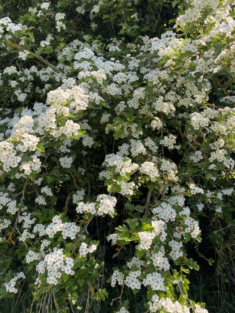 A photo showing the white floral flowers of Hawthorn. Hawthorn is used as a heart tonic, to treat hypertension and also to provide emotional support during times of grief.