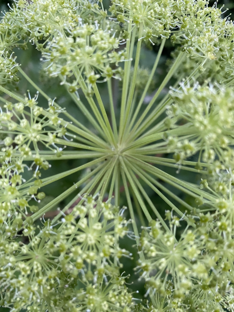 Photo of an Angelica flower, used to treat heartburn, arthritis and improve circulation