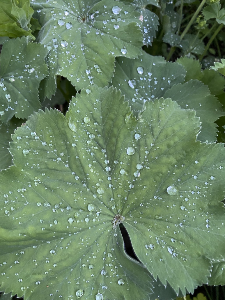 A photo showing the flat wide leaf of Lady's mantle with water droplets. Ladies mantle is used for endometriosis, hot flashes of menopause and as a uterine tonic