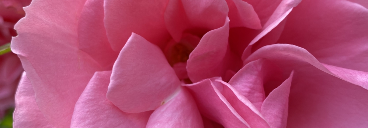 Photo of a pink rose flower. Rose is used to balance hormones and as an anti-depressant and during the menopause