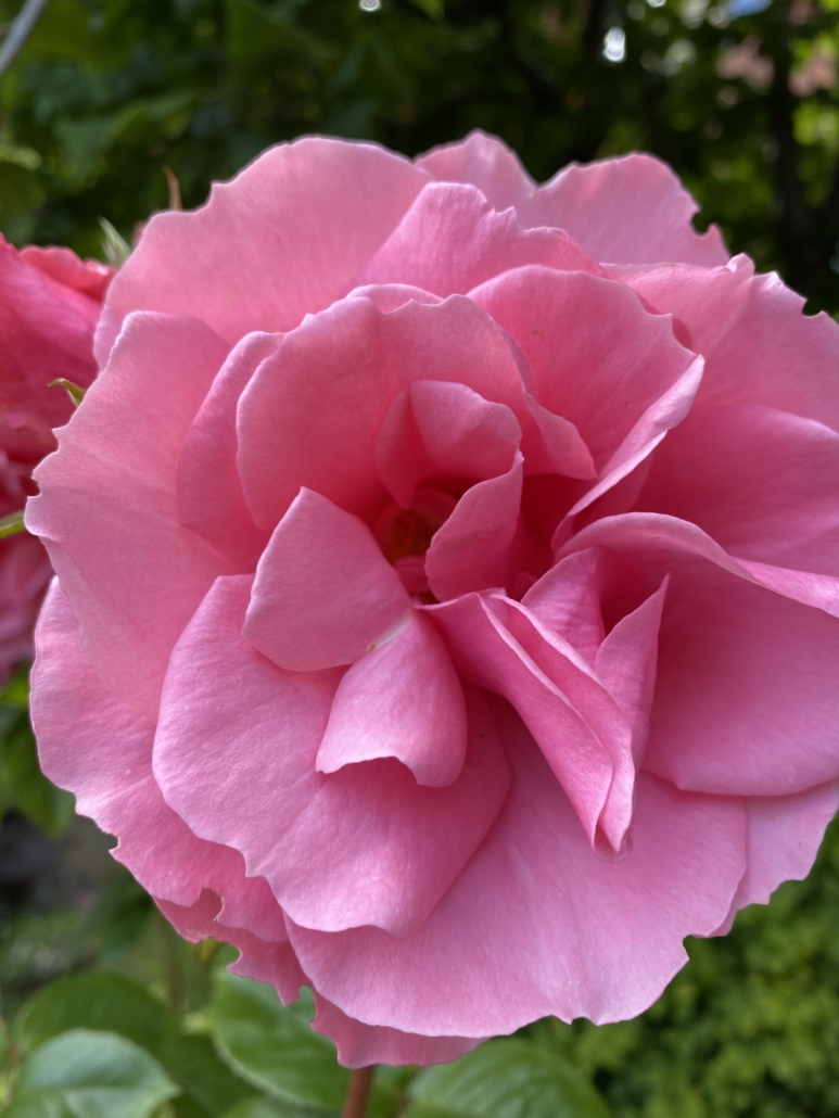 Photo of a pink rose flower. Rose is used to balance hormones and as an anti-depressant and during the menopause