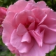 Photo of a pink rose flower. Rose is used to balance hormones and as an anti-depressant and during the menopause
