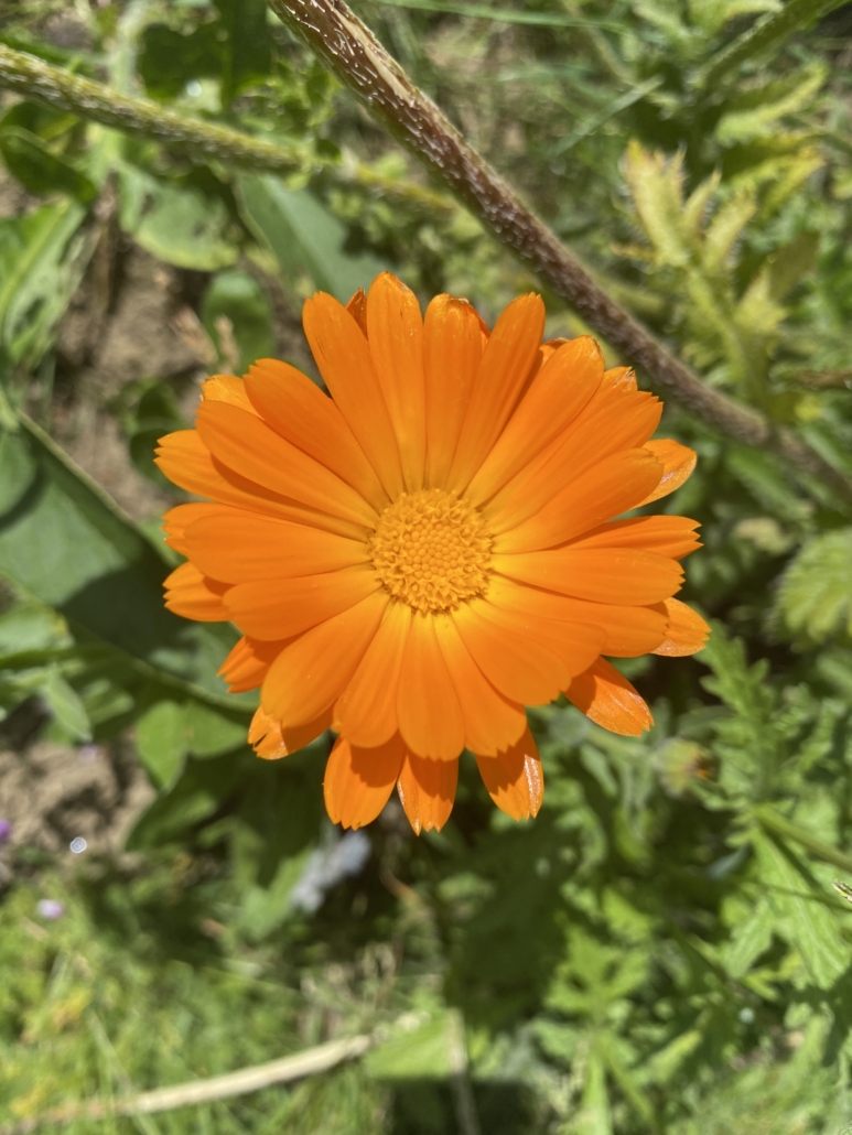 A photo showing the bright orange petals of marigold which are used to balance hormones and to treat wounds