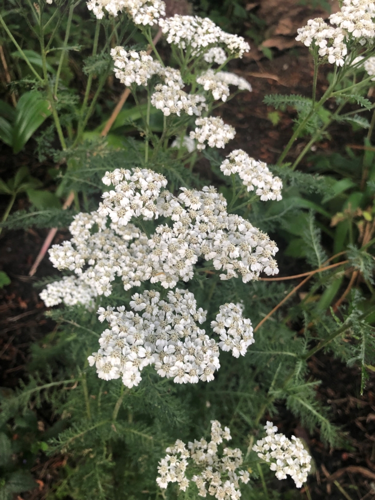 A photo showing the flowers, stems and leaves of Yarrow which are used to improve circulation, reduce fevers and treat colds.