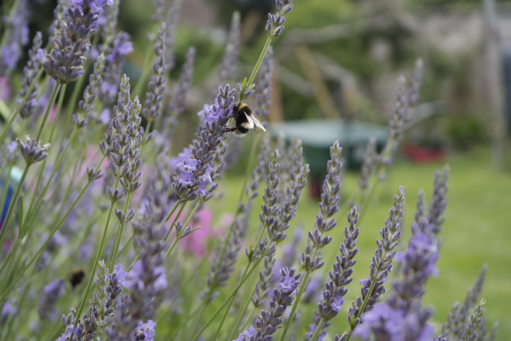 A photo showing a bee pollinating purple lavender flowers. Lavender is calming for the nervous system and is helpful headaches, migraines and IBS.