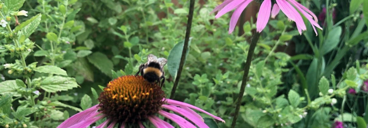 A photo of pink Echinacea flowers against a background of green plants. Echinacea is used to treat coughs, colds and fevers