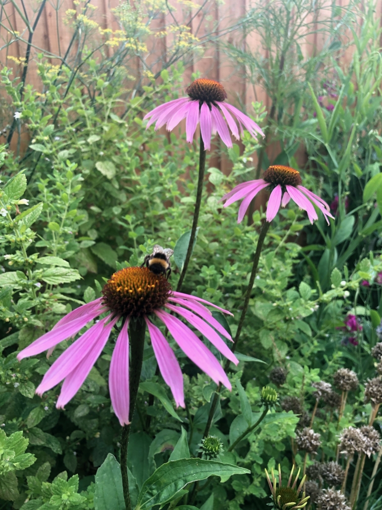 A photo of pink Echinacea flowers against a background of green plants. Echinacea is used to treat coughs, colds and fevers