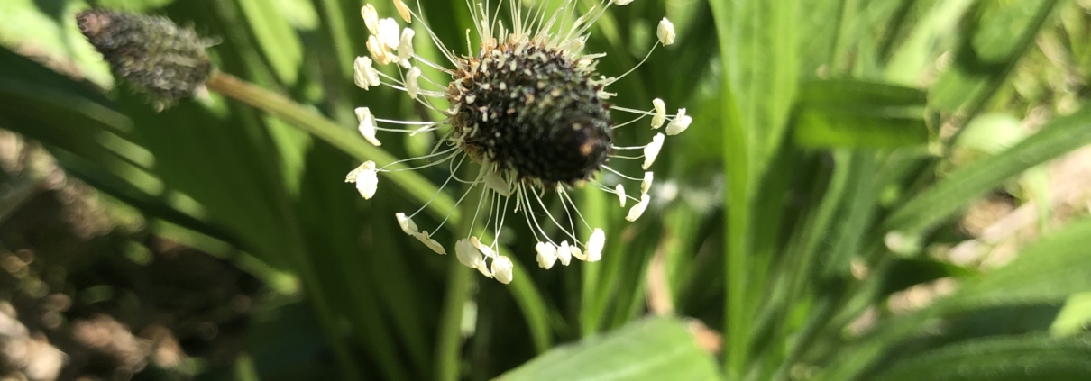 A photo of Ribwort Plantain flower and leaves. The leaves are used for bites, stings and cuts and hay fever