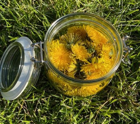 Photo of a jar of freshly picked Dandelion flowers