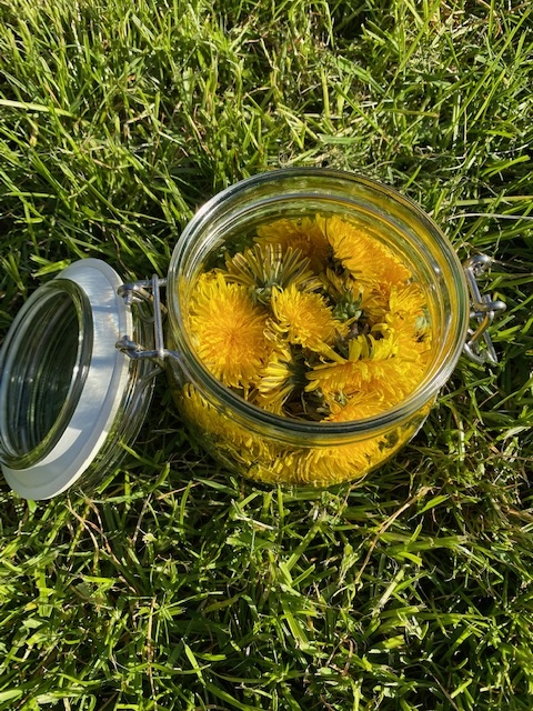 Photo of a jar of freshly picked Dandelion flowers